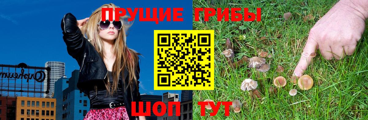 закладка  Вход с VPN  Самара  Галлюциногенные грибы Cubensis 